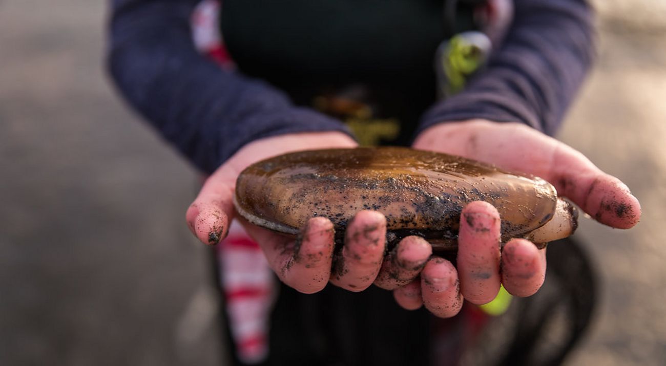 Hands holding a large razor clam.