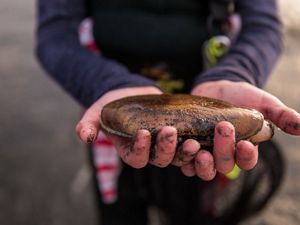 Hands holding a large razor clam.