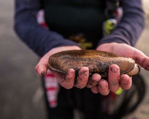 Hands holding a large razor clam.