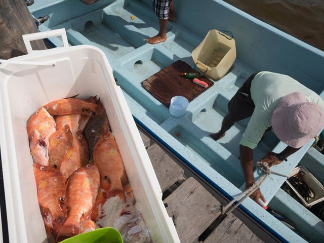Un hombre de sombrero rosa descarga un refrigerador lleno de pescados naranja de su bote azul.