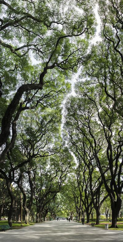 An upward view of tree canopies demonstrating 'crown shyness', where trees don't touch each other, in Buenos Aires, Argentina.