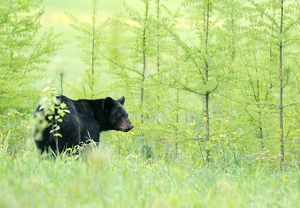 Bear in a forest.