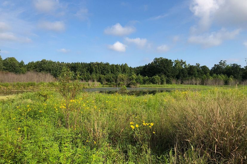Tall, thick vegetation dominates the foreground of this open wetland. Clumps of small yellow flowers are in bloom.