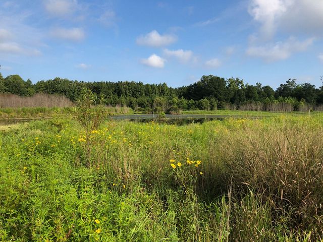 Tall, thick vegetation dominates the foreground of this open wetland. Clumps of small yellow flowers are in bloom.