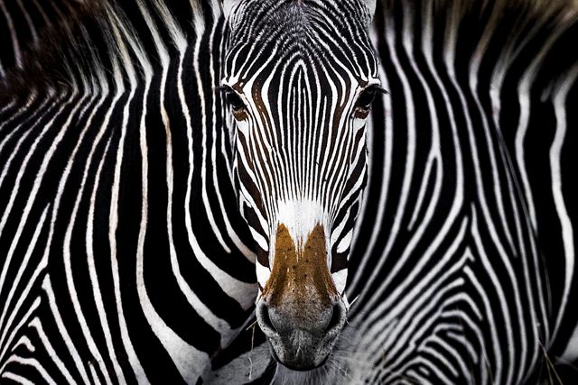 A Grevy's zebra staring at the camera in Lewa, Kenya.