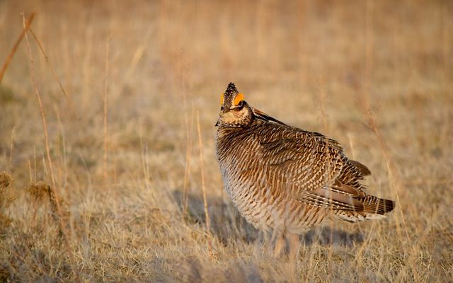 A lesser prairie chicken is standing on dried grass in a field.