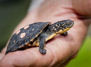 A blanding's turtle sits in a human palm.