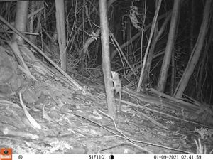 Monito del Monte en Reserva Costera Valdiviana