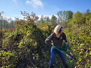 A person cuts back invasive species in Ives Road Fen Preserve during an autumn work day.