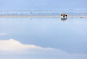 A coyote walking through a shallow lake.
