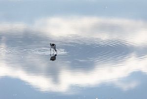 A bird drinking water in a lake.