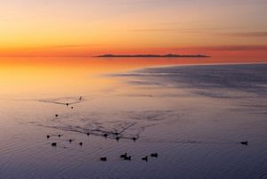 A group of birds on a lake with a pretty sunset in the distance.