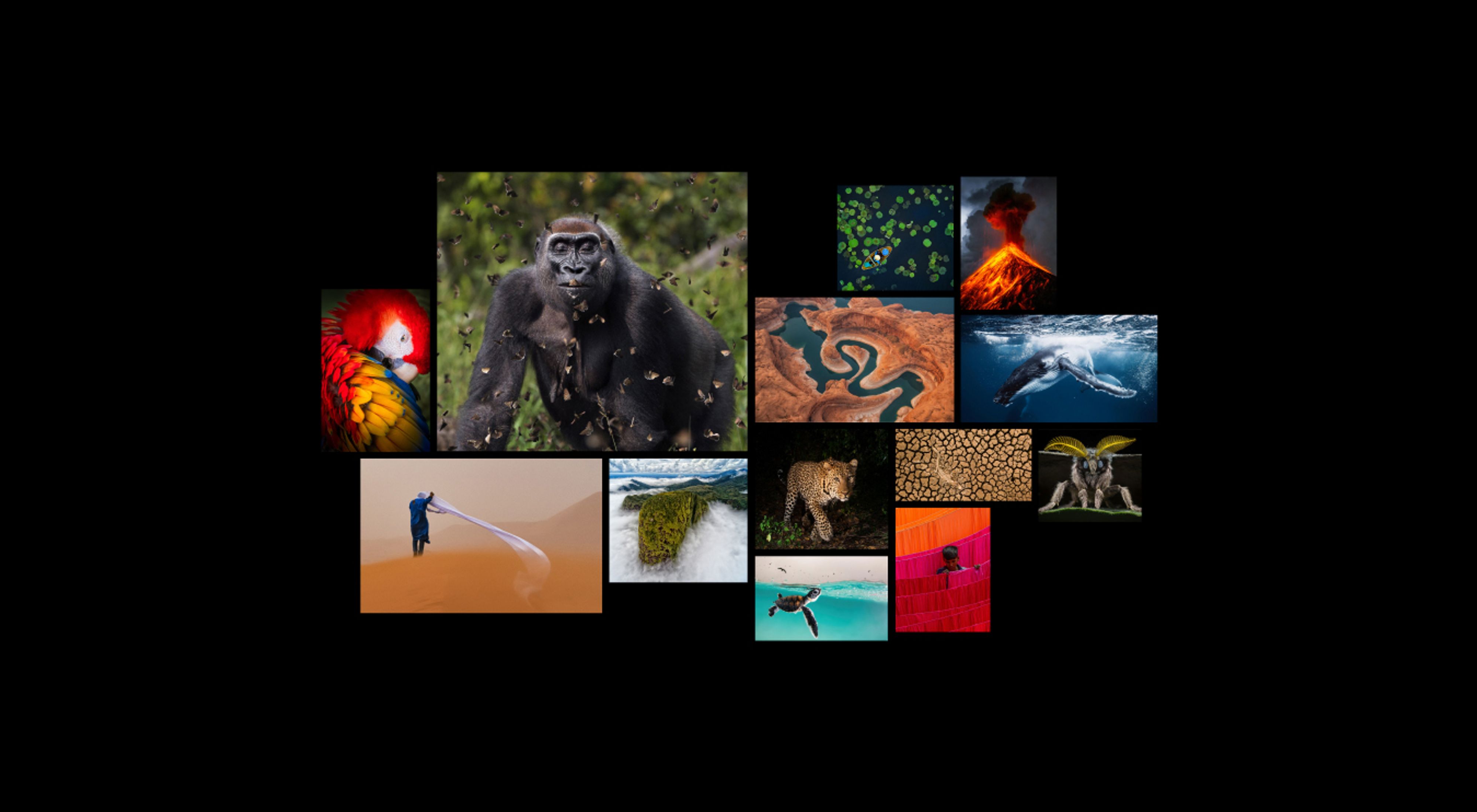 Collage of winning photos from The Nature Conservancy's 2021 Global Photo Contest.