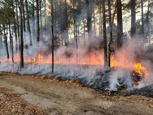 A firebreak in a wooded area.