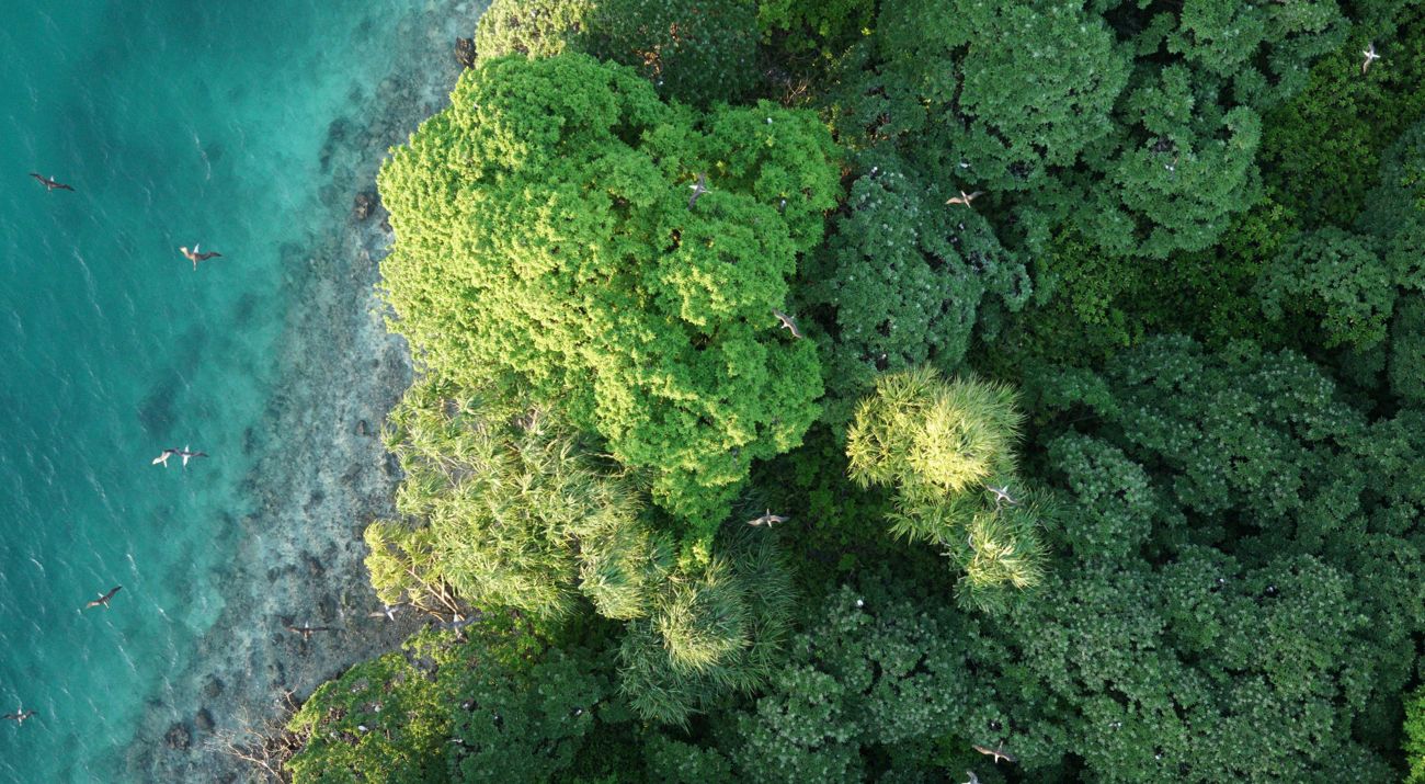 Aerial view looking straight down on a lush green forest on the edge of clear blue tropical waters.