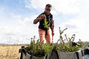 A person picks up a baby tree out of a pile in preparation to plant it.