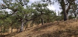 Blue oaks play a key role in Central California ecosystems. 