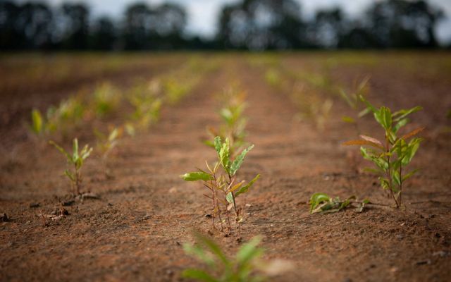 Closeup of rows of tiny trees sprouting out of soil.