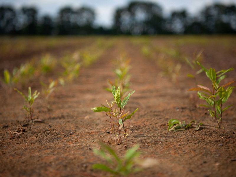 Seedlings growing in rows at a nursery in Arkansas.