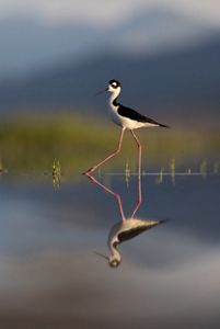A bird with long legs walking on water with its reflection.