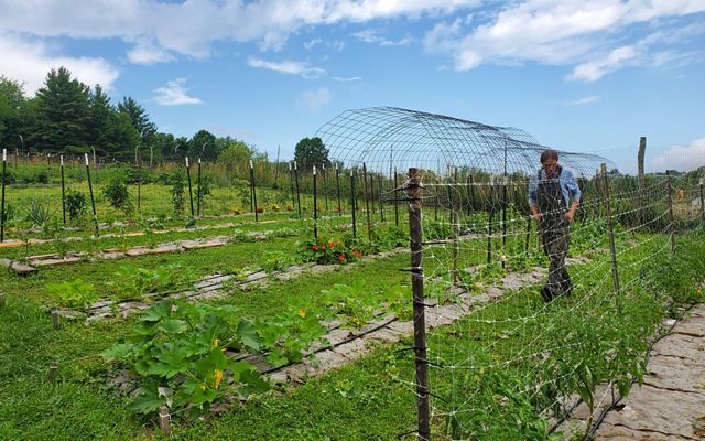 A man in overalls walks through a community garden.