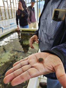 Conociendo experiencias de cultivo de erizos