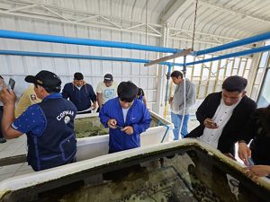 Pescadores de Marcona conociendo experiencia de cultivo de erizos