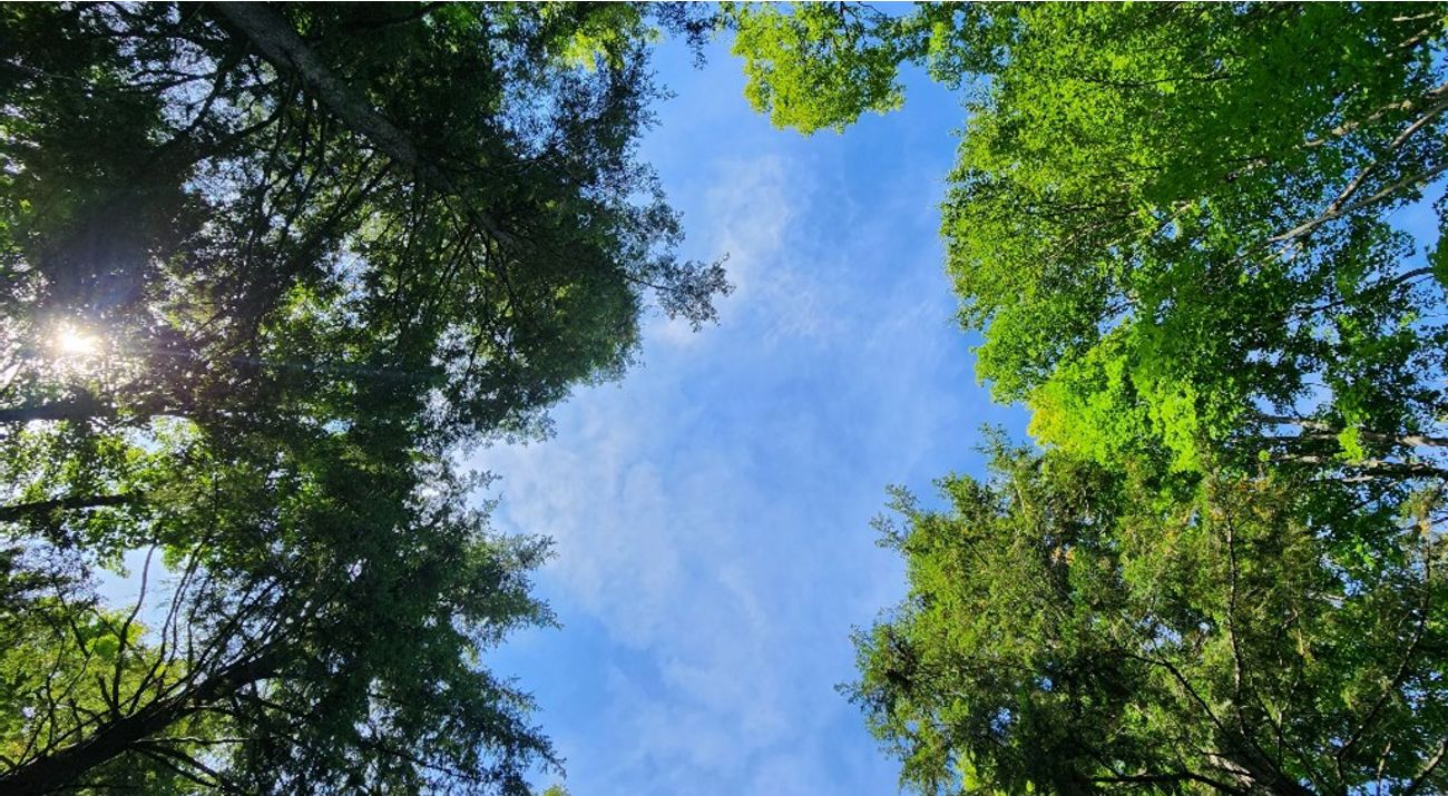 Forest canopy against a blue sky.