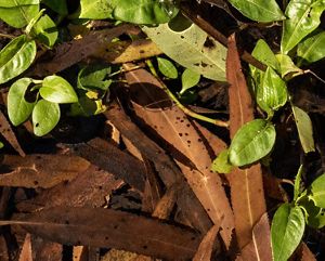 Green leaves surround brown leaves with little black dots on them, representing tiny freshwater snails.
