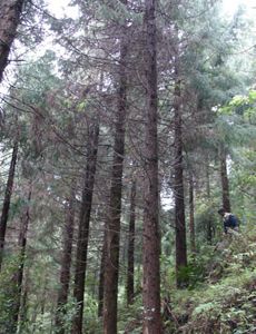 A forested area.