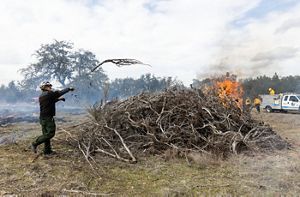 A man throws branches into a pile that is lit on fire.