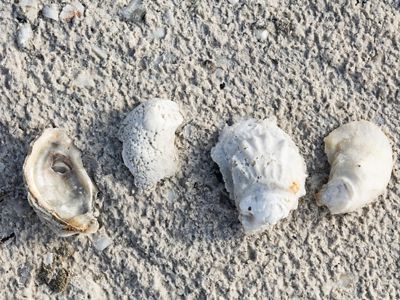 Four white oyster shells on a sandy beach.