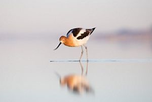 A bird kneeling in a shallow lake.