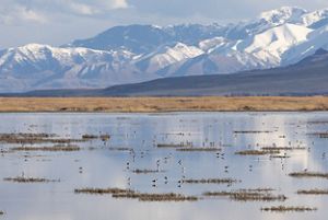 A group of birds feeding in a shallow lake with a ridge of dramatic snowcapped mountains in the background.