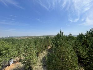 Lush, green forest now grows in this project area.