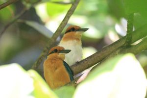 A sihek pair sit on a tree branch. 