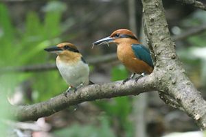 A sihek pair sitting on a tree branch. 