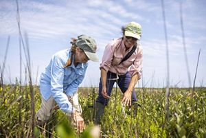 Two women stand in a field of tall green grass, identifying plants.