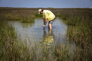 A man bends over cloudy water with green saltmarsh plants to take a sample.