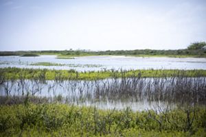 A mosaic of blue saltwater lagoon water and dense green mangrove plants.