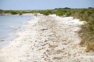 Blue ocean waters lap at a sandy white beach surrounded by green plants and grasses.