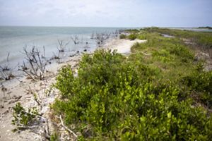 Blue ocean waves meet a white sand beach filled with short green plants.