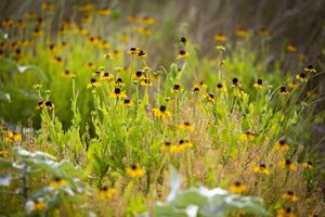A field of small yellow flowers with black centers and green stems.