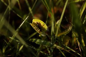 Venus flytrap with an insect on its trap.