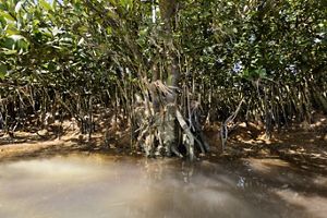 A tangle of thick mangrove roots at the edge of murky brown waters.