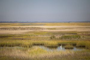Green and yellow marsh habitat with a white bird.