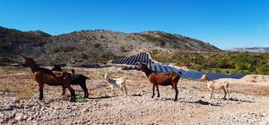 Goats stand in front of solar farm situated on a rocky hillside. 