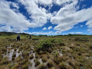People walking through a wet bog with blue skies and fluffy white clouds in the background. 
