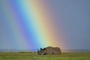 A black rhino stands in a field beneath a rainbow.