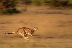 A cheetah sprints from left to right across the savannah against a blurry backdrop of brown grasses.